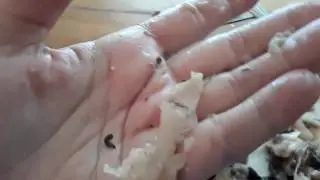 How to extract bones from the wolffish's head