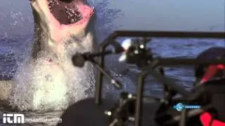 Shark Jump (FullHD)