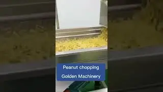 Peanut chopping machine daily working vlog #nuts chopper #dicing machines golden machinery