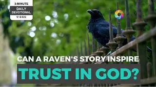 3-Minute Daily Devotional | Soaring Through Uncertainty: The Raven and the Art of Waiting