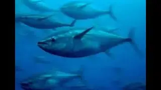 For Tuna