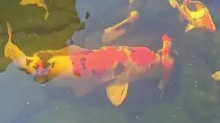 This video showcases Rusty Coleman's Koi Fish Collection #fishlaw1