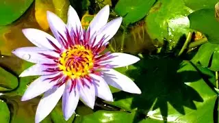 Шри-Ланка,ශ්&zwj;රී ලංකා,Цейлон,Магазин водяных лилий,Nymphaeaceae