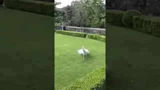 Красивое индюшка капуто Как по-английски говорит