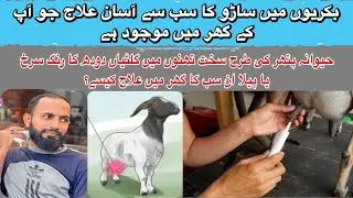 How to Treat Mastitis in Goats Home Practical Tips For Goat Owners#goat #beautifullgoats #farming