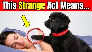 10 STRANGEST Things Your Dog Does While You&rsquo;re Sleeping | Dog Behavior Explained