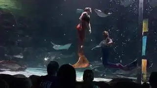 El show de las sirenas