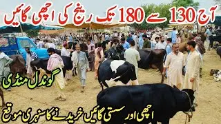 Today Gondal Mandi latest update 27Jan 2026!Low and Middle Prices MilkingCows Latest Rate!#cow#farm 