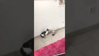Katzenfail