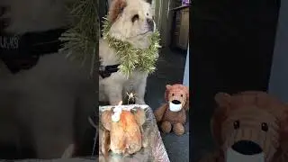 HAPPY 3rd BIRTHDAY Princess Bella Chow Chow