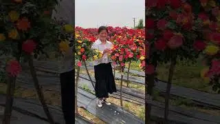 simple ideas to grow plants faster