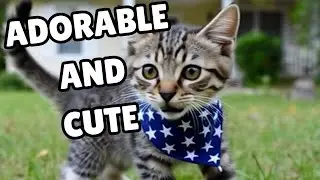 Adorable kittens playing outdoors  &ndash; Videos of cute cats and natural meowing sounds
