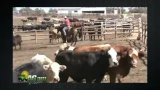 WebsiteVideos