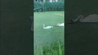 A Very Talkative Cygnet Being Followed by Mama Swan. #Swans #Cygnets #Birds #Nature #Animals #Shorts