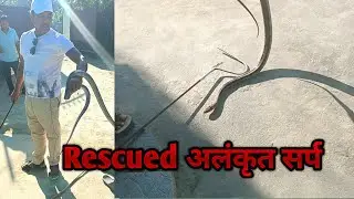 किचन के अंदर बैथा था अलंकृत सर्प || Copper Headed Trinket Snake Non Venomous | Babu Kazi Snake Saver