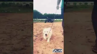 Alan❤️🐾🔥 #retriver #ytshorts #trending