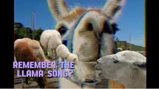 have you ever seen a llama kiss a llama on the llama?