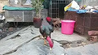 gà đòn..ó mã lại...tây Ninh