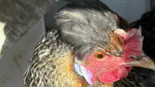 Frostbite on Chicken Combs (What to do) #backyardchickens #frostbite #chickencare 