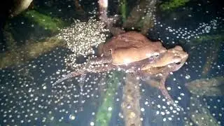 Bullfrog   being   make   mix   expand breeding and spawning.