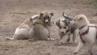 Hetta Huskies in Summer