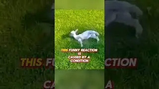 Nature&rsquo;s most unique goat breed&mdash;Myotonic Goat! #goat #goatvideo #animaldiscoveryhub 