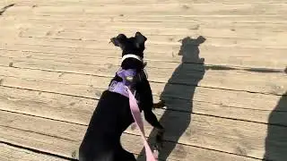 I lost my sunglasses on this dog walk 🙃