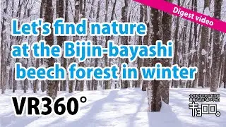 【VR360&deg;】Let's find nature at the Bijin-bayashi beech forest in winter_Digest video（タイ語 Thai）