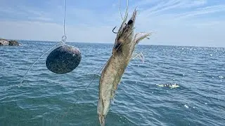 NO teníamos pensado pescar ESTA ESPECIE | Pesca con Camarón