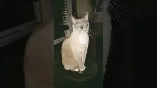 Precious hearing something #cat #siamese #snowshoe