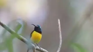 Green Tailed Sunbird