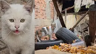 Cute Street Cats Living in Creepy Ruins 😱🐱 | Abandoned Places Full of Life & Stray Cat Survival