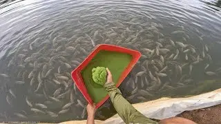 Criando tilápia sem gastar com ração nova forma de criar peixe!