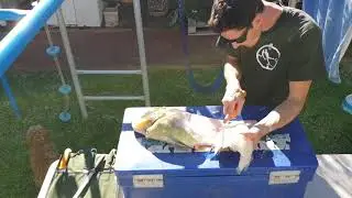 Blue bone fillets