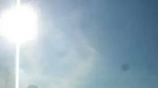 White headed eagle
