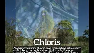 What is Chloris? | How Does Chloris Look? | How to Say Chloris in English?