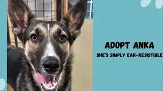 Anka Waited 185+ Days&hellip; Let&rsquo;s Get Her Home (Kid + Dog Friendly) #shorts 
