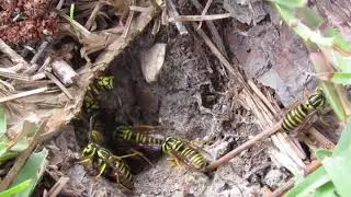 Vespula squamosa (Southern yellowjacket) nest part 2.