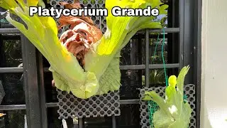 Platycerium Grande | Staghorn fern - Ep108