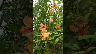 joba flowers plants🌺||gardening status🌿❤||#joba_tech #status #shorts #youtubeshorts #garden