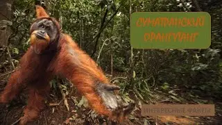 СУМАТРАНСКИЙ ОРАНГУТАН🐒/Животные life/Приматы/Животные/Интересные факты