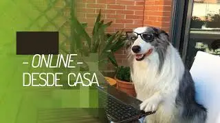 S&oacute;lo Es Un PERRO Adiestramiento