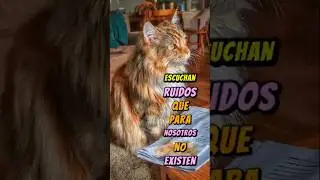Curiosidades de las orejas de los gatos🙀#Orejasgatos #Gatosorejas #Curiosidadesgatos #Gatos #Shorts