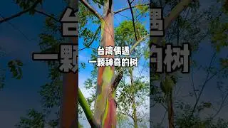 #shorts #taiwan #台灣 #树 #tree #rainbow #彩虹 #eucalyptus #旅行 #旅居 #旅游 #桉树 #travel #vlog #park #magic #自然