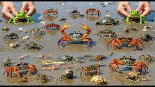So Many Crabs in This Mud Hole! Bare Hands Catching Challenge