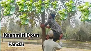 Doun Fandai || Kashmiri funny Drama|| kadpora tigers