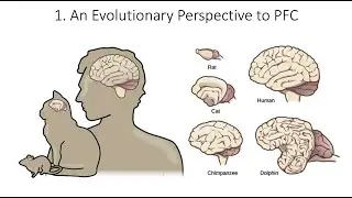 9.1. Evolution Prefrontal Cortex, Fundamentals of Cognitive Neuroscience Course, Session 9, Part 1
