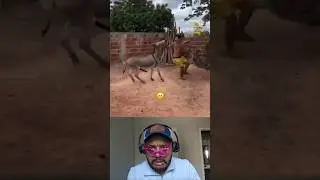 cuando hasta el burro quiere contigo #funny #humor #parati #gracioso