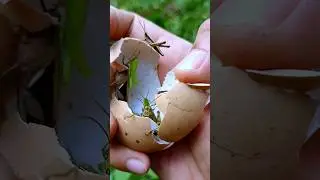 Hundreds of Grasshoppers Emerge from Eggs, I Discover Unique Animals #grasshopper #insects #animals