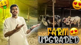 Farm ka new look kasa laga 😍||Allhumdulliah farm upgraded 